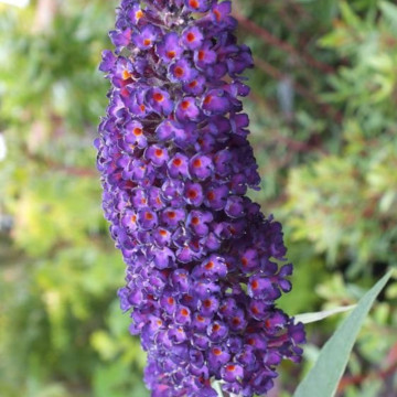 Liliac de vara mov inchis (Buddleja dav. Black Knight) ghiveci 2l, planta gard viu, arbust ornamental, planta melifera - Img 3