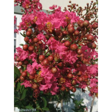 Liliac indian rubra (Lagerstroemia ind Rubra), arbust ornamental, flori rosu - Img 2