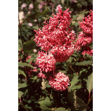 Liliac roz (Syringa prestoniae Miss Canada)