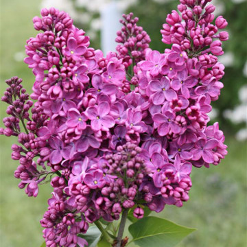 Liliac (Syringa v. Znamya lenina), arbust ornamental, planta parfumata, flori mov