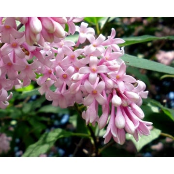 Liliac transilvania (Syringa josikea) 80-100 cm, arbust ornamental, planta melifera, planta parfumata - Img 1