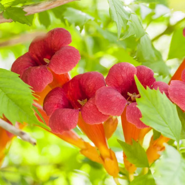Luleaua/pipa turcului rosie (Campsis Flamenco), planta gard viu, planta cataratoare