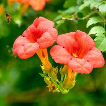 Luleaua turcului (Campsis radicans), planta gard viu, planta cataratoare, flori portocaliu, rosu