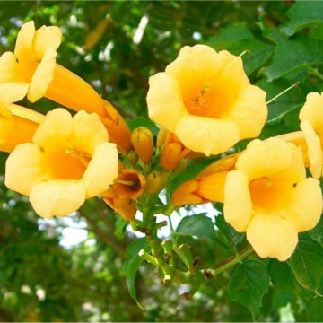 Luleaua turcului galbena (Campsis rad. 'Flava'), planta cataratoare, flori galbene - Img 4