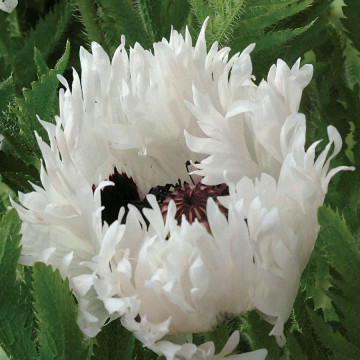 Mac decorativ (Papaver orientale 'White ruffles'), planta perena, flori alb