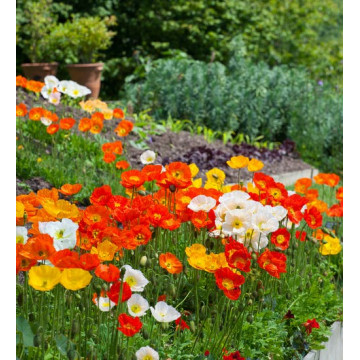 Mac mixt (Papaver Champagne buble Mix), planta perena