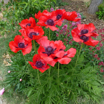 Mac (Papaver orientale Beauty of Livermere)