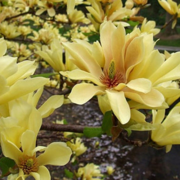 Magnolia galbena ( Magnolia butterflies), arbore ornamental, planta parfumata, flori galbene - Img 2