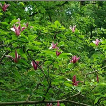 Magnolia mov (Magnolia liliflora Nigra), arbust ornamental, flori mov, rosu - Img 2