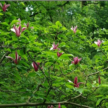 Magnolia mov (Magnolia liliflora Nigra) ghiveci 2 l - Img 2