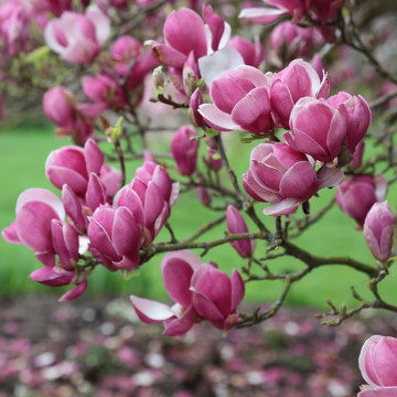 Magnolia rustica rubra (Magnolia sou. Rustica Rubra), arbore ornamental, planta parfumata, flori rosu, roz