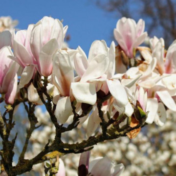 Magnolia Speciosa (Magnolia sou. Speciosa), planta ornamentala, flori alb, roz