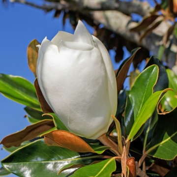 Magnolie vesnic verde (Magnolia grandiflora Galissonnière) 20 cm, arbore ornamental, planta melifera, planta parfumata - Img 2