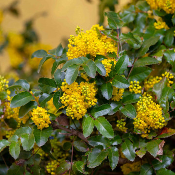 Mahonie (Mahonia aquifolium), vesnic verde, arbust ornamental, planta melifera - Img 2