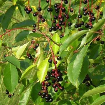 Malin (Prunus padus), pom fructifer, flori alb