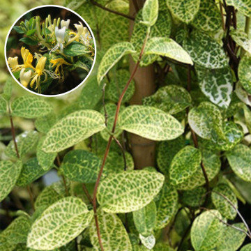 Mana Maicii Domnului (Lonicera jap. Aureoreticulata) ghiveci 2 l, planta gard viu, planta cataratoare, planta parfumata