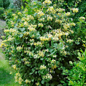 Mana Maicii Domnului (Lonicera japonica Halliana), planta gard viu, vesnic verde, gradina japoneza - Img 3