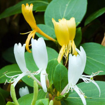 Mana Maicii Domnului (Lonicera japonica Halls prolific), planta gard viu, vesnic verde, gradina japoneza - Img 2