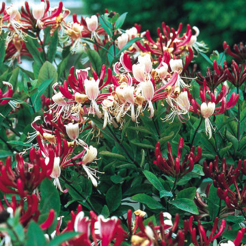 Mana Maicii Domnului ( Lonicera per Serotina), planta cataratoare - Img 2