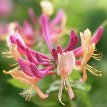 Mana Maicii Domnului rosie (Lonicera japonica American Beauty), planta gard viu, planta cataratoare, gradina japoneza - Img 2