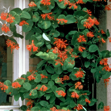 Mana Maicii Domnului rosie (Lonicera x br. Dropmore scarlet), planta gard viu, planta cataratoare, gradina japoneza - Img 3