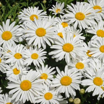 Margarete (Leucanthemum Maximum Silver Princess) ghiveci 2 l, planta perena, planta parfumata, flori alb - Img 2