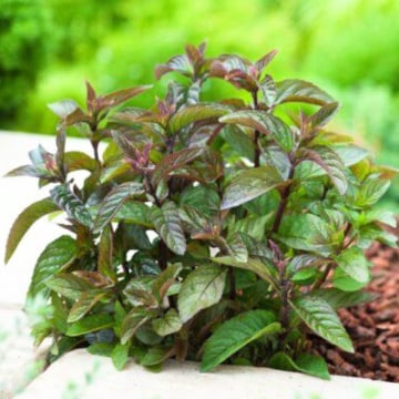 Menta chocolate (Mentha piperita Chocolate), planta perena, planta aromatica, planta medicinala - Img 2