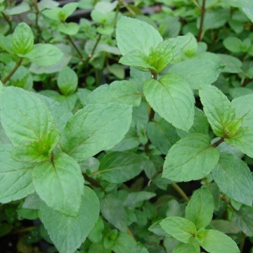 Menta (Mentha piperita pepermint)