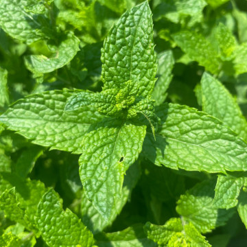Menta (Mentha spicata Morrocan mint), planta perena, planta aromatica, planta medicinala