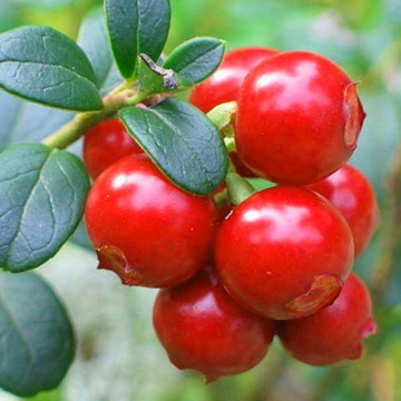 Merisor (Vaccinium macrocarpon Pilgrim), arbust fructifer - Img 2