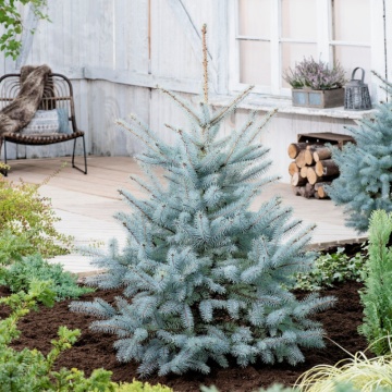 Molid argintiu altoit (Picea pungens Edit) 30 cm - Img 1