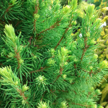 Molid conic (Picea glauca Conica), vesnic verde, conifer ornamental - Img 2