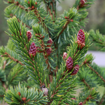 Molid sarbesc (Picea omorika) 20 cm, vesnic verde, conifer ornamental - Img 2