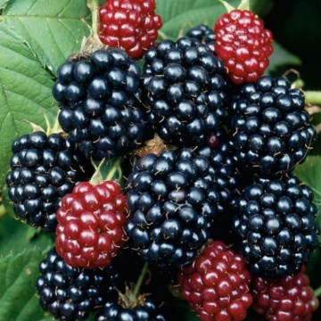 Mur Gazda (Rubus fruticosus Gazda), arbust fructifer - Img 2