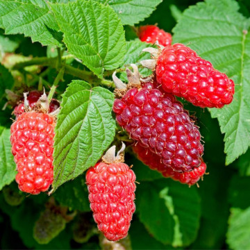 Mur-Zmeur (Rubus Tayberry), arbust fructifer