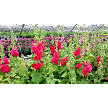 Nalba de gradina (Alcea rosea Chaters double red), planta perena, flori rosu - Img 2