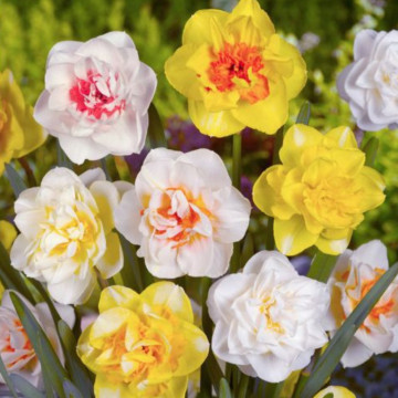 Narcise Double Mixed (Narcissus Double Mixed), bulbi narcise, flori multicolor