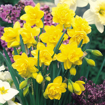 Narcise Golden Ducat (Narcissus Golden Ducat), bulbi narcise, flori galbene - Img 3