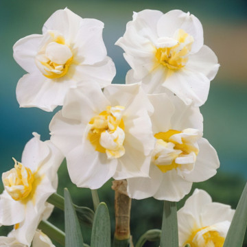 Narcise White Cheerfulness (Narcissus White Cheerfulness), bulbi narcise, flori alb