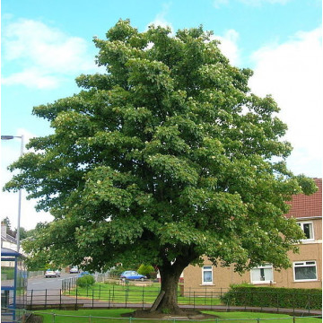 Paltin (Acer pseudoplatanus) 20-40 cm, arbore ornamental, perdea forestiera