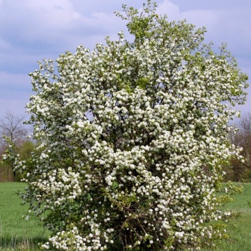 Par salbatic (Pyrus pyraster) 60-90 cm, pom fructifer, planta melifera - Img 3