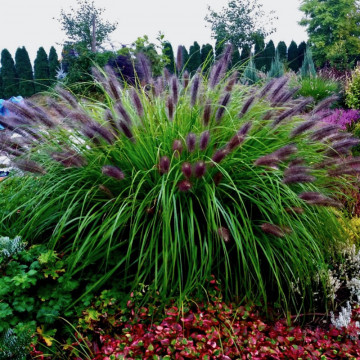 Penisetum (Pennisetum al. Black Beauty), iarba decorativa