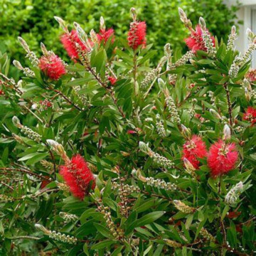 Perie de sticla rosie (Callistemon Laevis), vesnic verde, arbust ornamental, flori rosu - Img 2