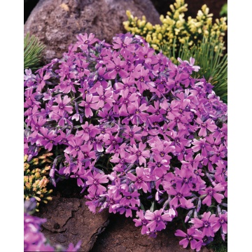 Phlox pitic (Phlox subulata Samson) ghiveci 2 l, planta perena, flori roz - Img 2
