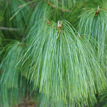 Pin de Himalaia (Pinus griffitti/wallchiana), vesnic verde, conifer ornamental - Img 2