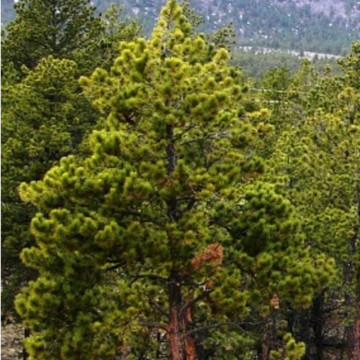 Pin Galben (Pinus ponderosa), vesnic verde, conifer ornamental