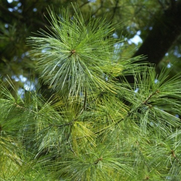 Pin neted (Pinus strobus), vesnic verde, conifer ornamental - Img 2
