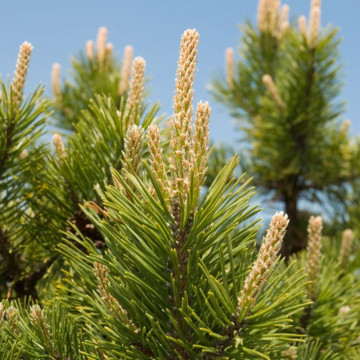 Pin pitic (Pinus mugo 'Mughus'), vesnic verde, conifer ornamental - Img 2