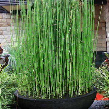 Pipirigul (Equisetum hyemale), vesnic verde, planta perena - Img 2