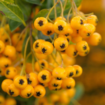 Piracanta galbena (Pyracantha Golden Charmer), planta gard viu, vesnic verde